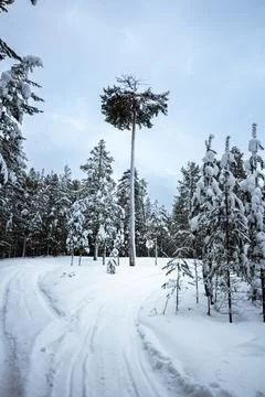 Lonely pine tree in snowy forest with winter trail Stock Photos