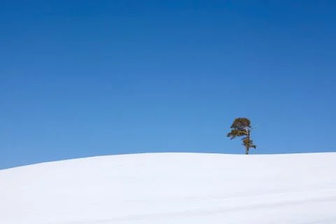 Lonely pine tree on a snowy hill on a sunny day Stock Photos
