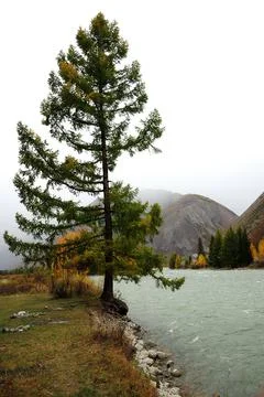 A lonely pine tree standing on the very edge of a rocky bank by a picturesque Stock Photos