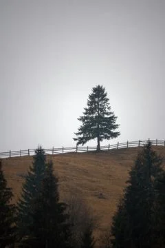 A lonely pine tree stands on a hillside at the beginning of a picturesque autumn Stock Photos