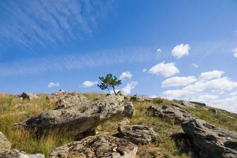 Lonely pine tree at the top of the hill 写真素材