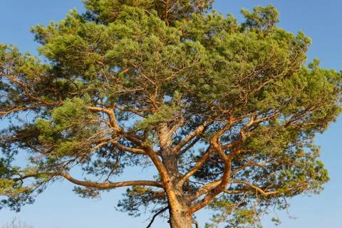 Lonely pine tree on the top of the sand cliff at the river bank Stock Photos