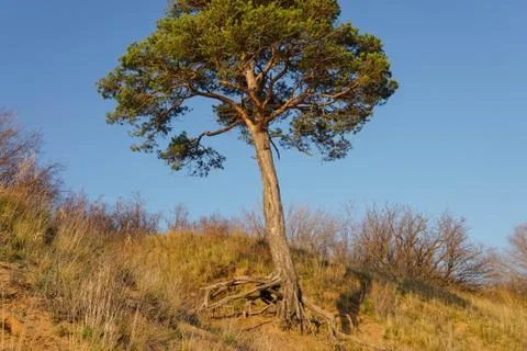 Lonely pine tree on the top of the sand cliff at the river bank Stock Photos