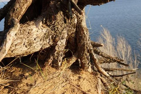 Lonely pine tree on the top of the sand cliff at the river bank Stock Photos