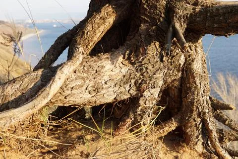 Lonely pine tree on the top of the sand cliff at the river bank Stock Photos