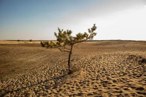 Lonely pine tree. A tree in the desert. Pine in the desert. Stock Photos