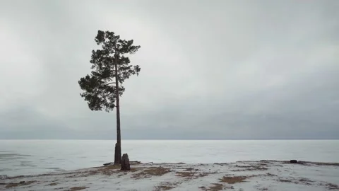 Lonely Pine Tree on a winter Landscape Stock Footage 199485766