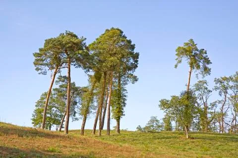 Lonely pine trees Stock Photos