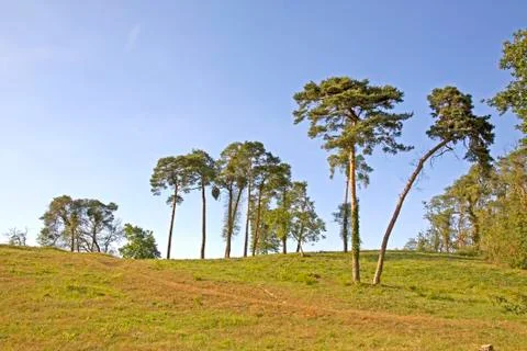 Lonely pine trees Foto stock