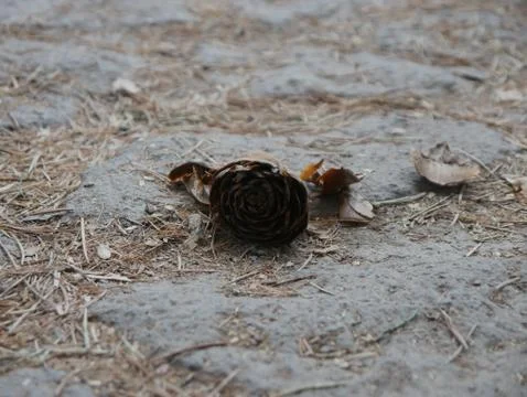 Lonely pinecone on the ground 스톡 사진
