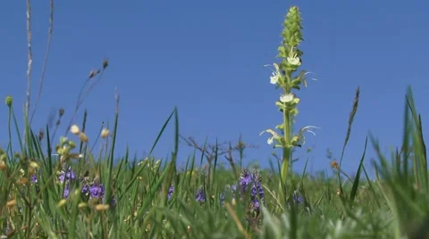 Lonely Plant Stock Footage 52699467