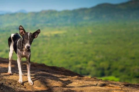 Lonely poor dog Stock Photos