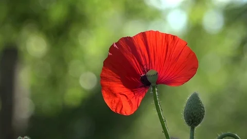 Lonely poppy. Stock Footage 77177416