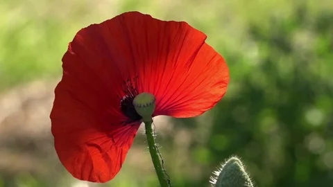 Lonely poppy. Video stock 77177426