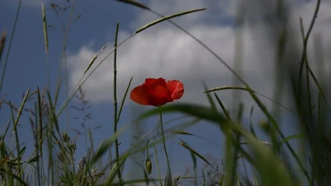 Lonely poppy Stock Footage 131629126