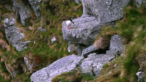 Lonely Puffin bird on the cliffs of Runde island Stock Footage 230220980