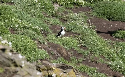 Lonely puffin Stock Photos