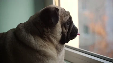 A lonely pug missing the owners, waiting for them near the window. Slow motion Stock Footage 100158609
