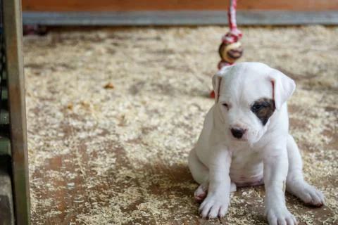 Lonely puppy Stock Photos