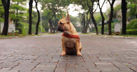Lonely puppy sits in middle of empty alley, staring sadly into distance, nobody Stock Footage 276763633