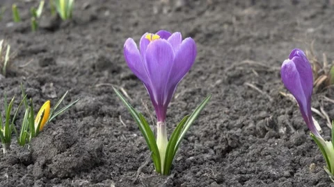 A lonely purple Crocus flower on the bare ground on a flower bed in a city Park Video stock 106290076
