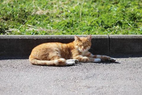 Lonely red cat warms itself in the spring sun. Stock Photos
