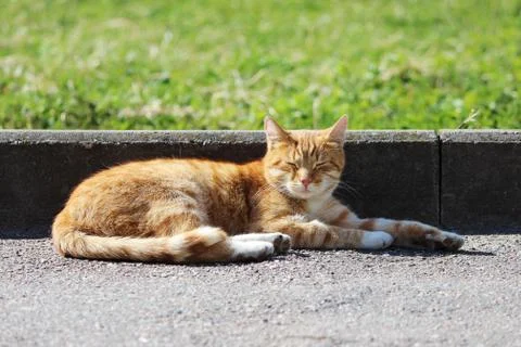 Lonely red cat warms itself in the spring sun. Stock Photos