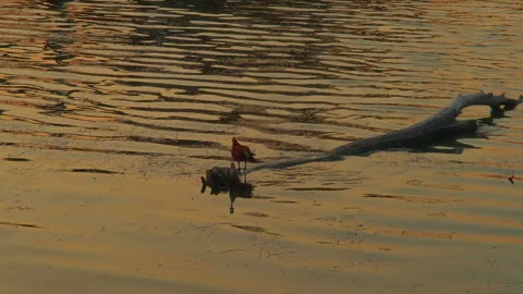 A lonely red duck sits on a log flooded in the lake at sunset Stock Footage 258794297