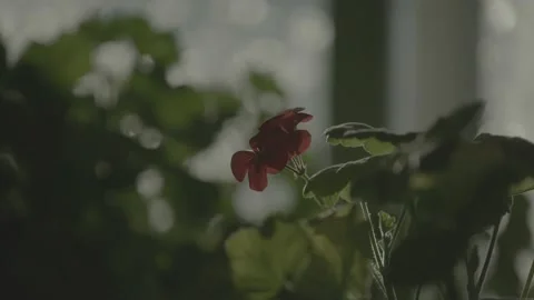 Lonely red flower of geranium has blossomed Stock-Footage 232025178