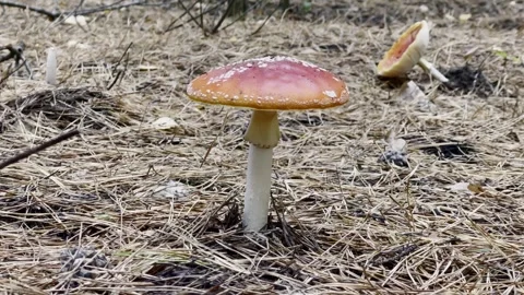 Lonely Red Fly Agaric in Pine Forest Stock Footage 255462484