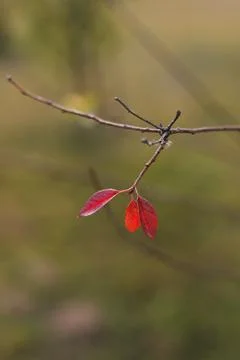 Lonely red leaf hanging on the tree branch. Autumn mood, Fall season, postcard Stock Photos