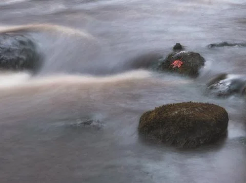 Lonely red leaf in the middle of a mountain stream in autumn Foto stock