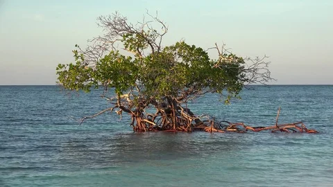 Lonely red mangrove tree  (Rhizophora mangle) growing in shallow water. Stock Footage 71031510