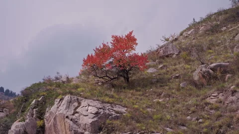 Lonely Red Tree on Rocky Slope Tien Shan Kyrgyzstan Video stock 320070313