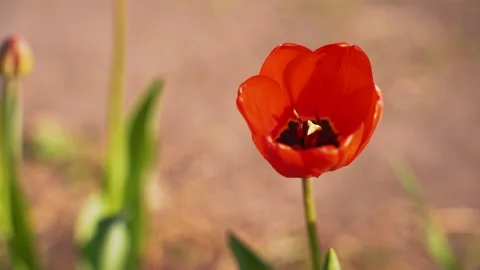 Lonely red tulip stands in the spring field Stock Footage 130565677