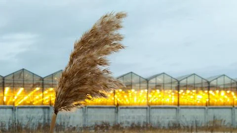 A lonely reed blown by the wind on background of glowing greenhouses Stock Photos