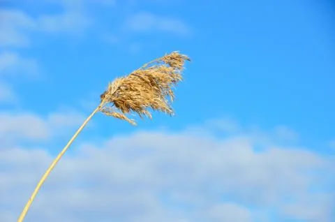Lonely reed. Stock Photos