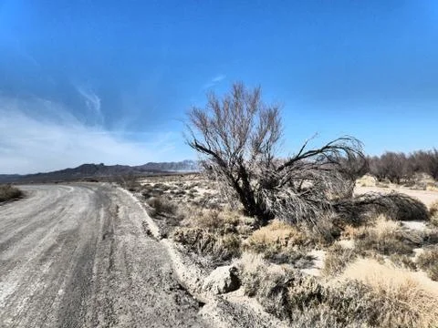 Lonely Road Dead Tree Desolate Landscape Stock Photos