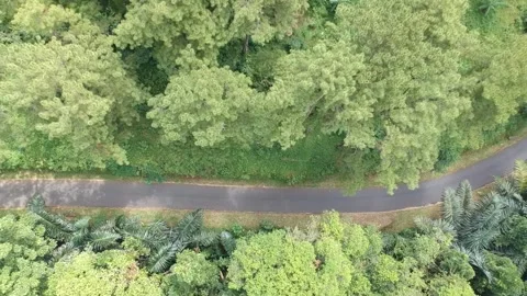 Lonely road in the middle of the forest Stock Footage 200998916