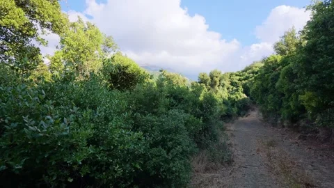 Lonely Road Surrounded by Trees and Shrubs in Greece 스톡 동영상 321533310