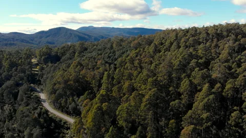 A lonely road through pristine forest in mountains Stock Footage 154523019