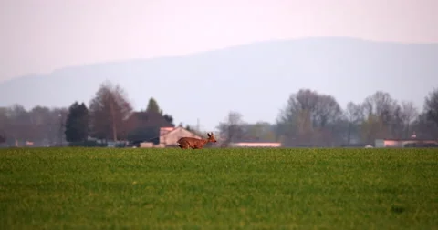 Lonely Roe Deer Doe running on a lawn and grazing with cars passing slow motion Stock Footage 239386309