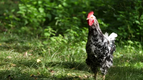Lonely rooster crowing 動画素材 149608872