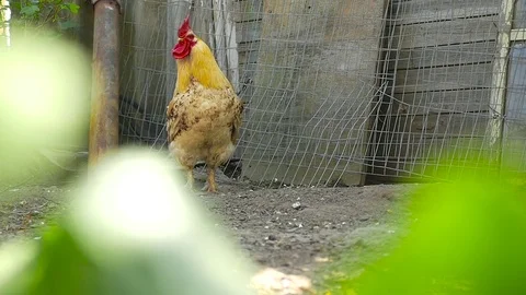 Lonely rooster standing in the yard Stock Footage 80282241
