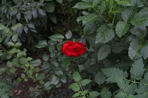 Lonely Rose Foto stock