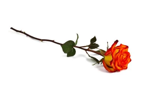 Lonely rose Stock Photos