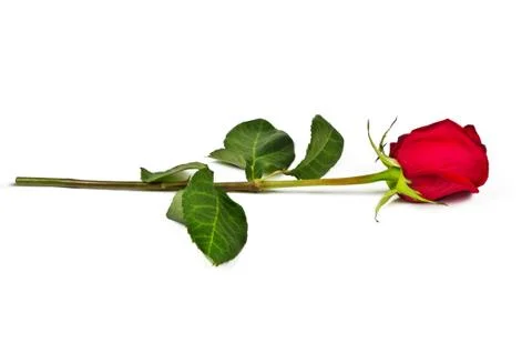 Lonely rose Stock Photos