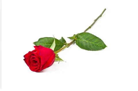 Lonely rose Stock Photos