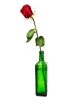 Lonely rose Stock Photos