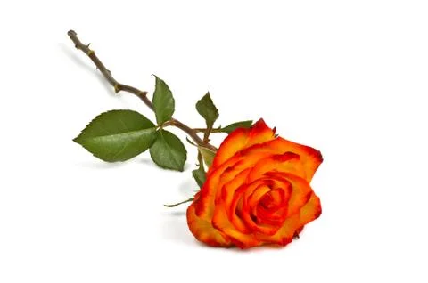 Lonely rose Stock Photos